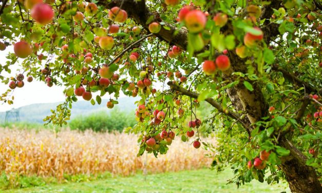 Celui qui plante un arbre, aura une aumône pour tout fruit mangé ou même volé